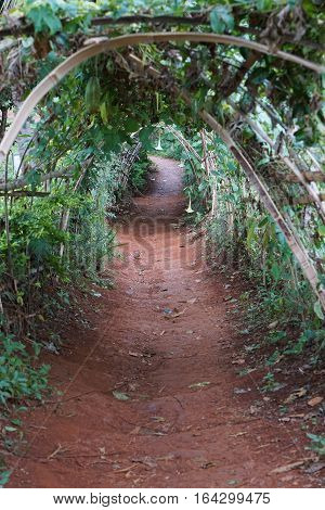 Beautiful  road and tree tunnel in garden