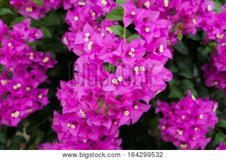pink and purple flower on dark rustic background.