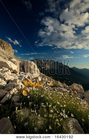 아름 다운 알프스 풍경 (Dolomites, 이탈리아)-전경, 극적인 하늘, w에 작은 노란색 꽃