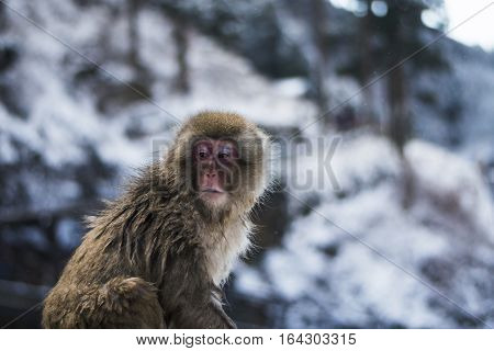 Snow monkey onsen 
Take photo at nagano Japan