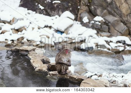 Snow monkey onsen 
Take photo at nagano Japan