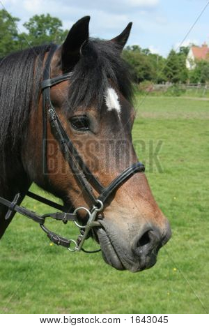 Welsh Cob hevonen
