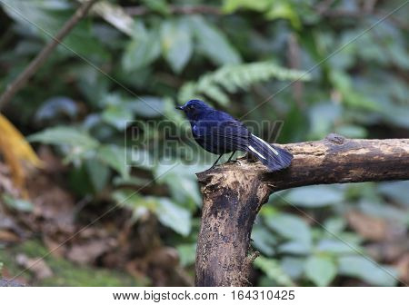 White-tailed Robin (Myiomela leucura), perch on branch with side profile in bokeh clear background