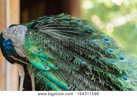Beautiful Peacock With Feathers