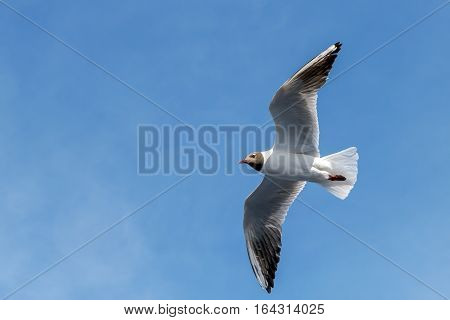 Wingspan of seagull in rapid flight on background of clear sky