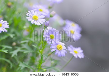purple Bellis perennis or purple daisy flower