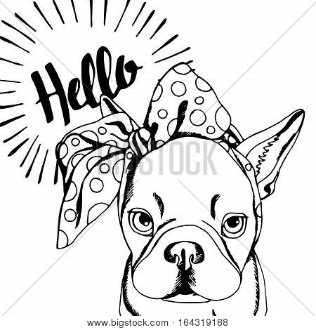 bulldog dog animal french vector illustration pet breed cute drawing puppy