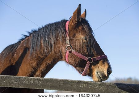 Horizontal portrait of a stallion at pinfold fence against blue sky background