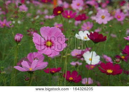 Colorful flowers flowers on green background in garden