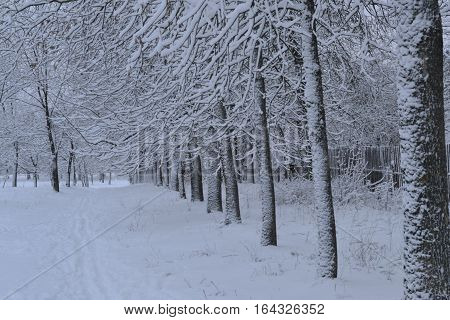 winter park in the bitter cold without the sun covered with snow