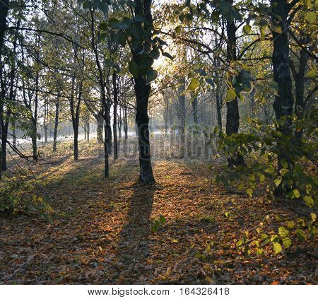 autumn park with yellow leaves in the early morning mist, the long shadows of the trees