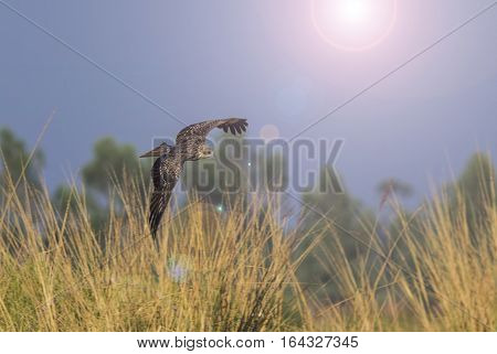 Black kite Pariah kite Living under the flight fields