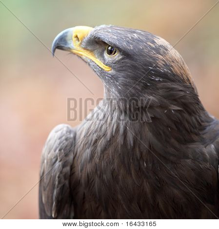 majestueuze steppe arend close-up