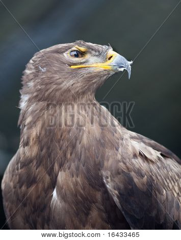 Steppe eagle - close-up portret van deze majestueuze bird of prey