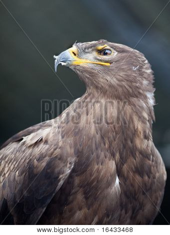 Steppe eagle - close-up portret van deze majestueuze bird of prey