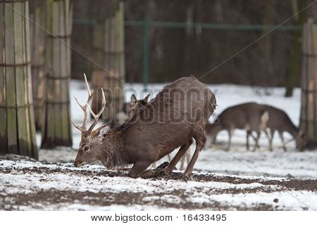 cervo sika (lat. Cervus nippon)