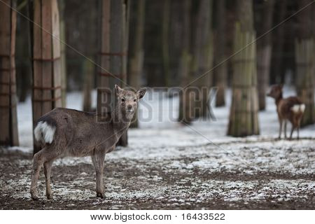 cervo sika (lat. Cervus nippon)