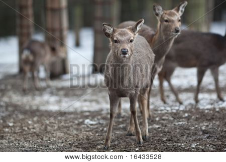 cervo sika (lat. Cervus nippon)