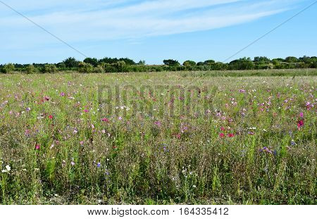 Wildflowers in the countryside in autumn, Loix France - September 26 2016.