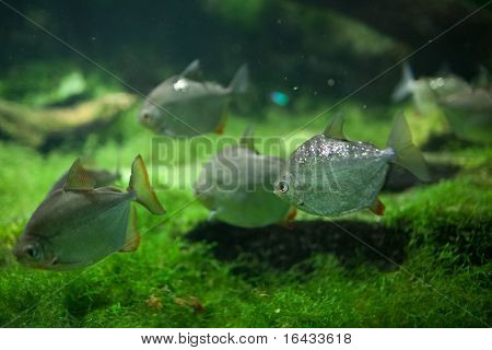危険な赤啄木鳥ピラニア (Serrasalmus Nattereri)