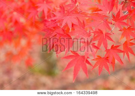 Red maple leaves in autumn season selective focus