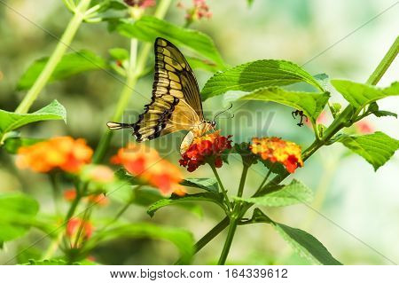 Daily tropical butterfly Papilio thoas, (lat. Papilio Thoas) enjoying the nectar on the bright colors of the Lantana (lat. Lantana)