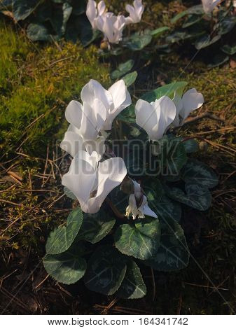 beautiful white cyclamen on a green grass
