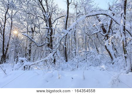 sunrise in forest. Location: Comana Natural Park Romania.