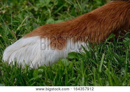 Bernese mountain dog has front paw in the grass - close-up