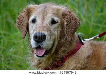 Portrait of a wet golden retriever with faithful look