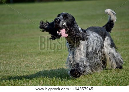 Black-and-white English Cocker Spaniel runs with tongue out