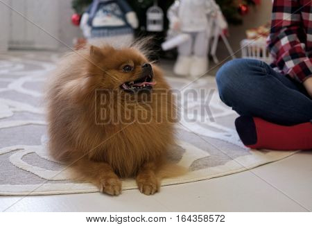 Portrait of dog breed Pomeranian on the floor in the room with the hostessnsky Spitz in the apartment