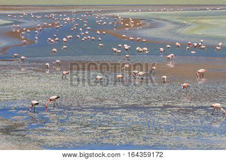 Flamingos at Laguna Hedionda at the Altiplano, Bolivia