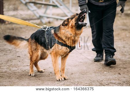 Barking Angry German Shepherd Dog on training