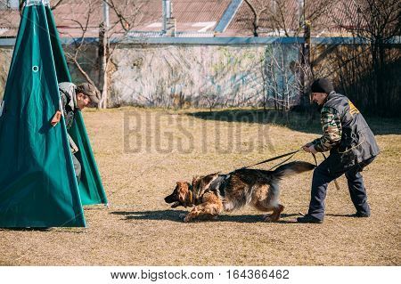 Gomel, Belarus - March 27, 2016: German shepherd dog training. Biting dog. Alsatian Wolf Dog. Deutscher, dog