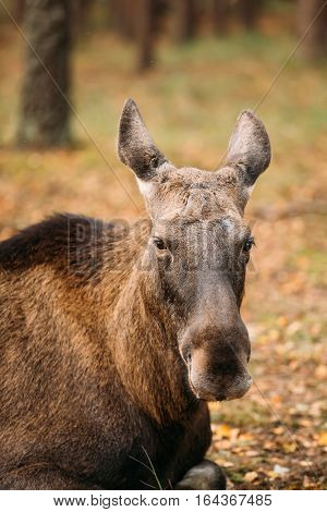 Close up of head of wild female moose, elk. The moose or elk, Alces alces, is the largest extant species in the deer family.