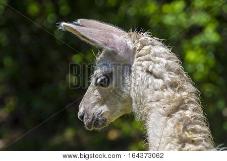 Llama Looking Down