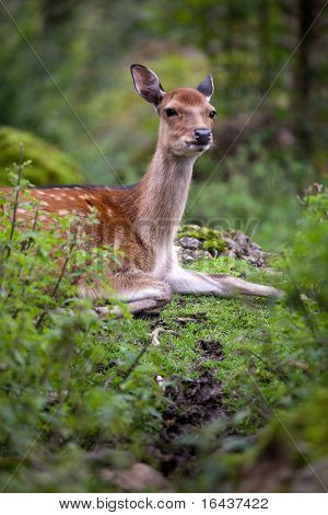 doe (lat. Cervus nippon) cervo sika