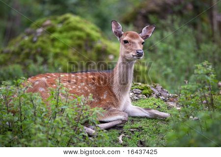 doe di cervo sika (lat. Cervus nippon)