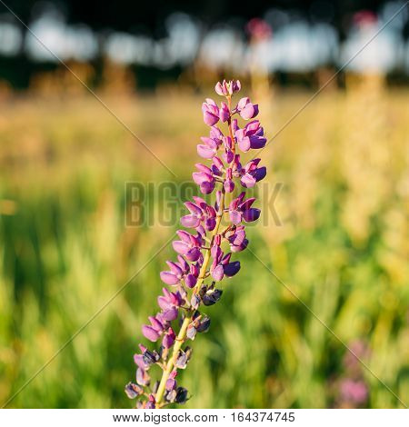 Wild Flowers Lupine In Summer Field Meadow At Sunset Sunrise. Close Up. Lupinus, Commonly Known As Lupin Or Lupine, Is A Genus Of Flowering Plants In The Legume Family, Fabaceae.