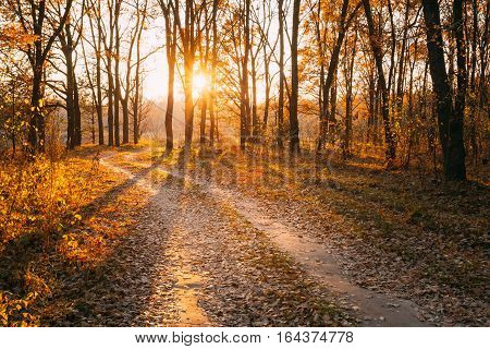 Winding Countryside Road Path Walkway Through Autumn Forest. Sunset Sunrise. Nobody. Road Turns To Rising Sun.