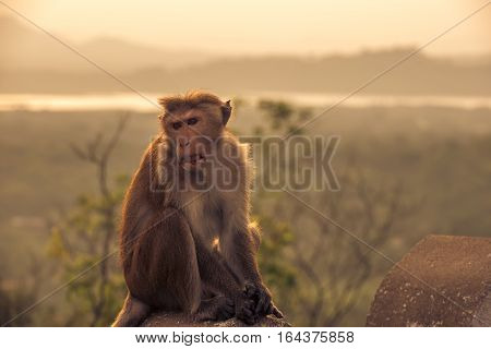 Macaque, Red or Temple monkey at the Dambulla cave temple in Sri Lanka