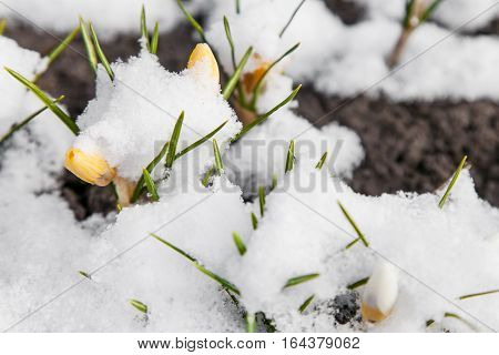 Yellow crocuses growing up through the snow in early spring
