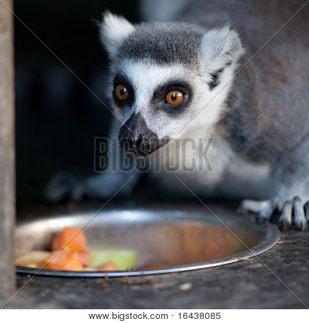 Lemur kata (Lemur catta)