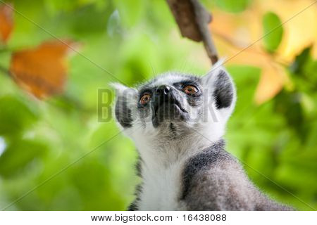Lemur kata (Lemur catta)