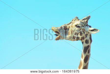 Giraffe head closeup with a funny face tongue sticking out