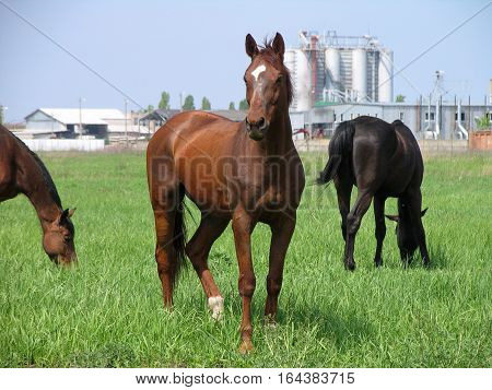 Brown horses pasturing on a green meadow not far from the farm