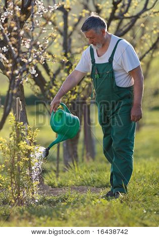 irrigazione giardino/frutteto - ritratto di un uomo anziano giardinaggio nel suo giardino (immagine a colori dai toni)