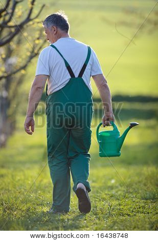 irrigazione giardino/frutteto - ritratto di un uomo anziano giardinaggio nel suo giardino (immagine a colori dai toni)