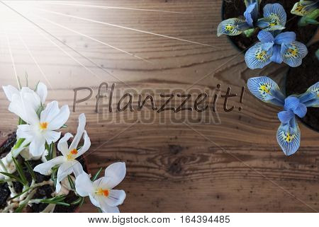 Wooden Background With German Text Pflanzzeit Means Planting Season. Sunny Spring Flowers Like Grape Hyacinth And Crocus. Aged Or Vintage Style